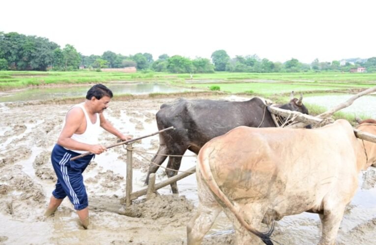 झारखंड के पूर्व शिक्षा मंत्री बंधु तिर्की बने किसान, खेत में उतरकर की धान रोपनी