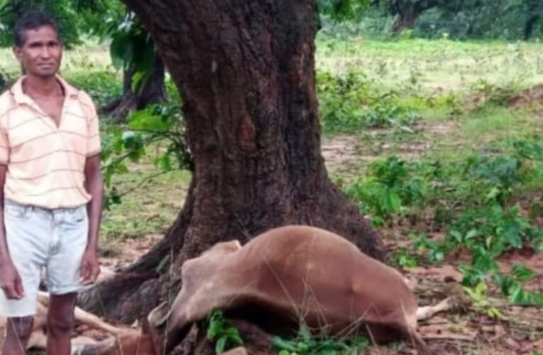 सिमडेगा में वज्रपात का तांडव: एक दर्जन मवेशियों की मौत, महिला घायल