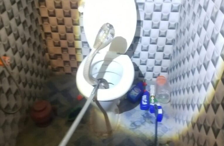 पाकुड़ में बाथरूम के कमोड से निकला जहरीला कोबरा, वन विभाग ने 15 मिनट में किया रेस्क्यू