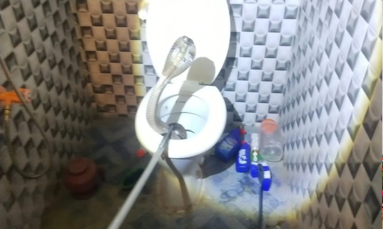 पाकुड़ में बाथरूम के कमोड से निकला जहरीला कोबरा, वन विभाग ने 15 मिनट में किया रेस्क्यू 4 20250730 145639