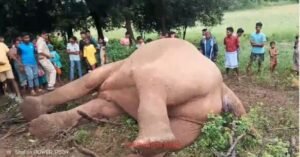 झारखंड: चाईबासा में विशाल दंतैल हाथी की संदिग्ध मौत, वन विभाग और बिजली विभाग ने शुरू की जांच 4 IMG 20250710 WA0027