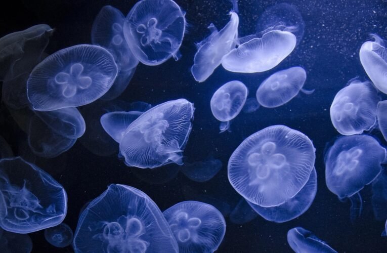 जेलीफिश के हमले से फ्रांस का ग्रेवलाइन्स परमाणु संयंत्र बंद, बिजली आपूर्ति पर सीमित प्रभाव