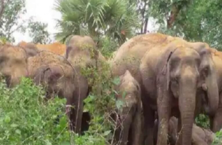 विश्व हाथी दिवस विशेष: हाथी-मानव संघर्ष बना चुनौती, पांच हाथियों और ग्रामीणों की मौत, वन विभाग ने शुरू की जागरूकता पहल