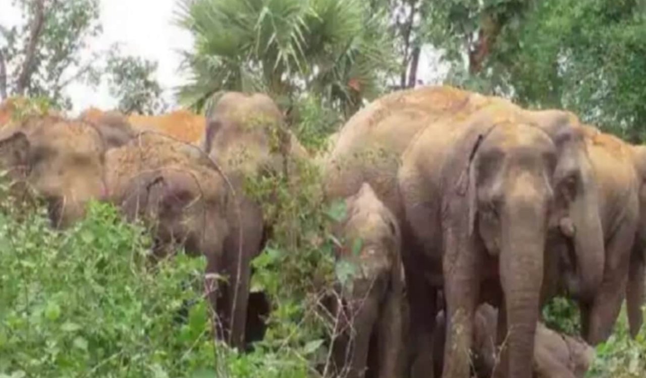 विश्व हाथी दिवस विशेष: हाथी-मानव संघर्ष बना चुनौती, पांच हाथियों और ग्रामीणों की मौत, वन विभाग ने शुरू की जागरूकता पहल 20250812_221518