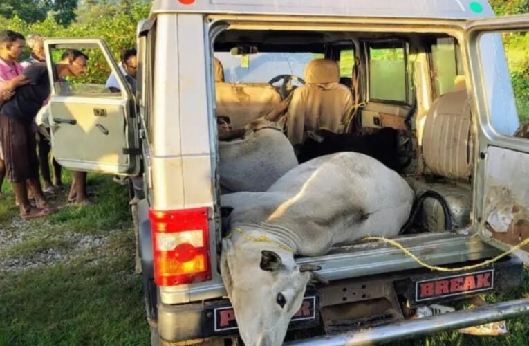 गुमला: ग्रामीणों  के सहयोग पर पुलिस की कार्रवाई , दो गौ तस्कर  गिरफ्तार , बोलेरो में ठूस-ठूस कर भरे गये थे मवेशी