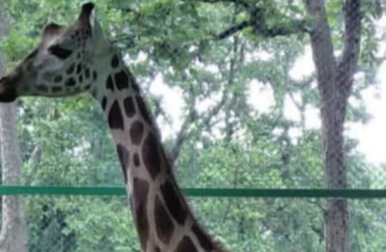 बिरसा मुंडा जैविक उद्यान में मादा जिराफ मिस्टी की मौत