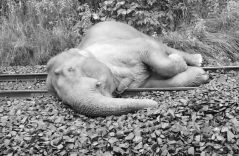 चक्रधरपुर के सोनाखान स्टेशन के पास ट्रेन की टक्कर से घायल हाथी की इलाज के दौरान मौत