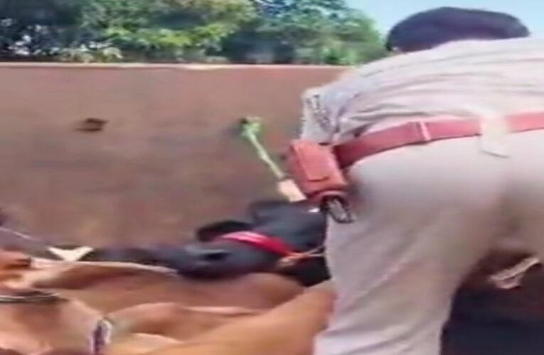 पाकुड़ में बजरंग दल की बड़ी कार्रवाई: पिकअप वैन से 11 गायें बरामद