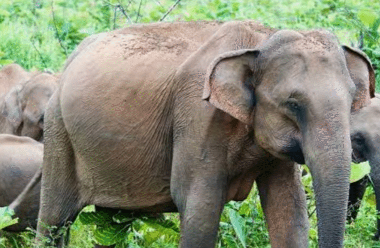 सिमडेगा में जंगली हाथी के हमले में एक व्यक्ति की मौत, क्षेत्र में दहशत