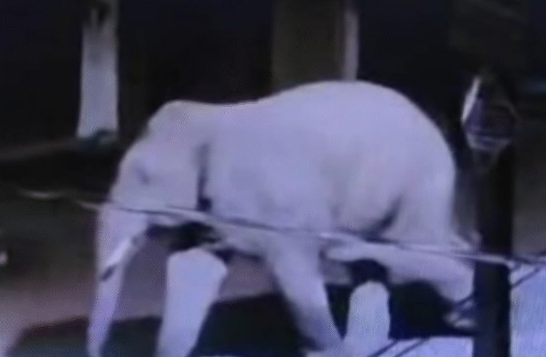 सिमडेगा शहर में जंगली हाथी का आतंक, लोग दहशत में, वन विभाग सतर्क