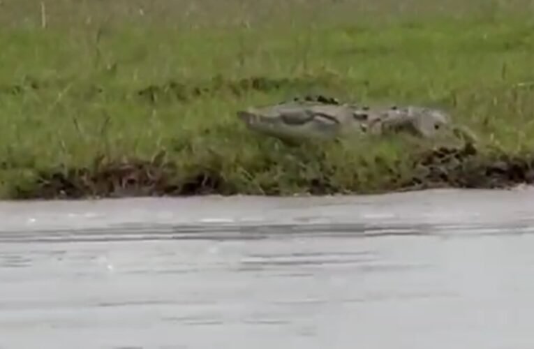 गंगा नदी में मगरमच्छ की मौजूदगी, वन विभाग ने जारी किए सुरक्षा निर्देश