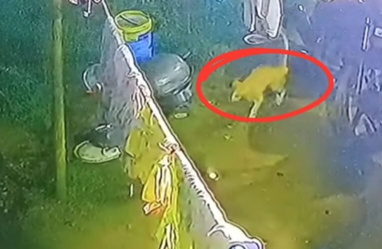 रांची के कटहल मोड़ में बाघ की अफवाह से हड़कंप ,वन विभाग ने बताया जंगली बिल्ली