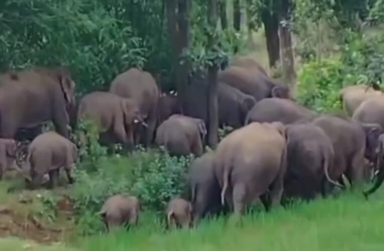 बोकारो में 42 हाथियों का बड़ा झुंड: ग्रामीण इलाकों में दहशत का माहौल, वन विभाग अलर्ट
