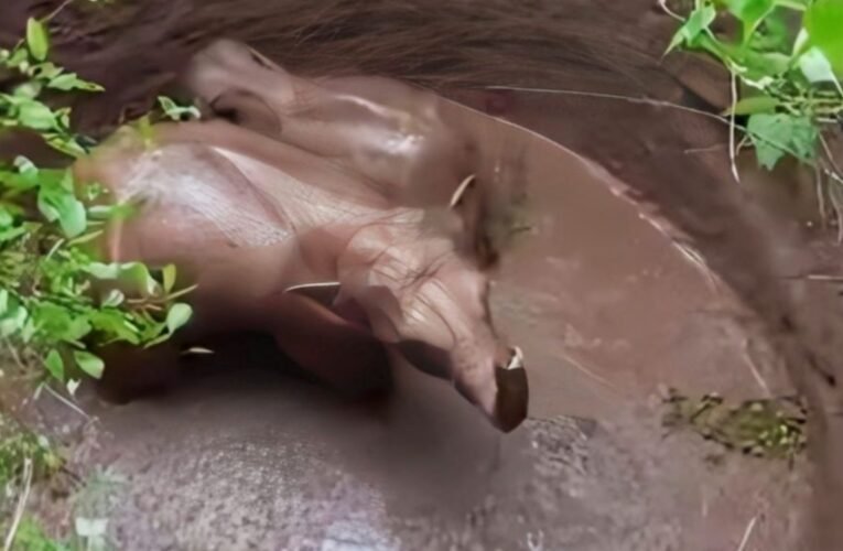 परसाडीह जंगल के कुएं में गिरे दो जंगली हाथी, वन विभाग का रेस्क्यू ऑपरेशन जारी