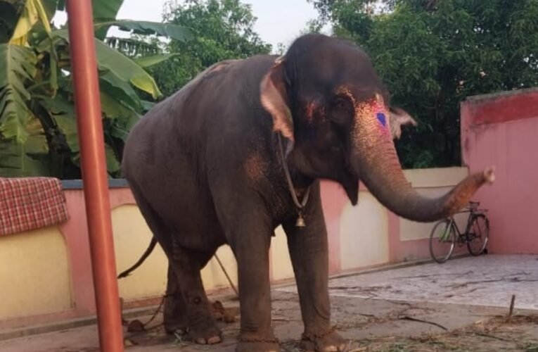 पलामू से चोरी हुई 1 करोड़ की हथिनी छपरा से बरामद: पुलिस की तत्परता से बड़ा खुलासा