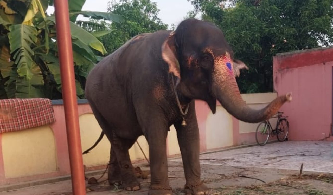 पलामू से चोरी हुई 1 करोड़ की हथिनी छपरा से बरामद: पुलिस की तत्परता से बड़ा खुलासा 4 20250930 125019