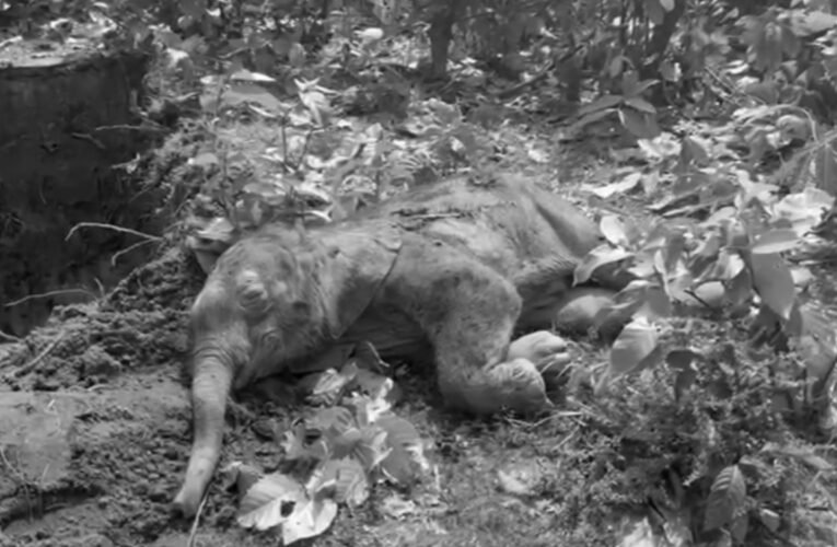 लातेहार: बघोता टोला में जंगली हाथी का बच्चा मृत पाया, पोस्टमार्टम से खुलेगा मौत का राज