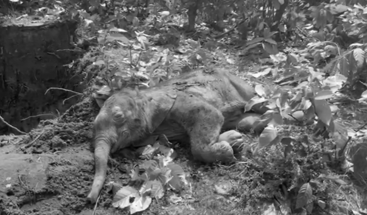 लातेहार: बघोता टोला में जंगली हाथी का बच्चा मृत पाया, पोस्टमार्टम से खुलेगा मौत का राज 5 20251005 204352