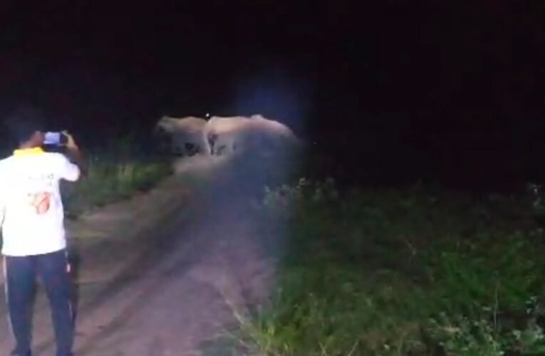 झारखंड-ओडिशा सीमा पर जंगली हाथियों का आतंक, हमले में 19 वर्षीय युवक की दर्दनाक मौत