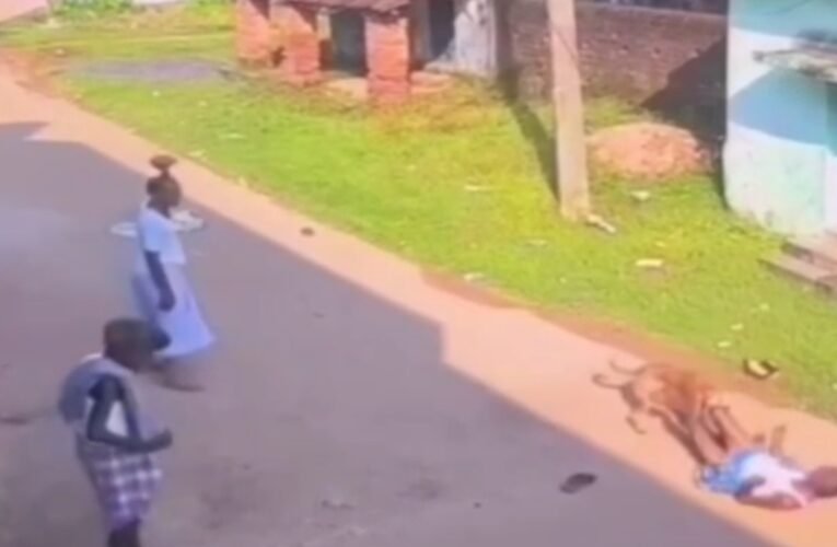 बोकारो के अमलाबाद ओपी क्षेत्र में आवारा कुत्तों का कहर: बुजुर्ग समेत आधा दर्जन लोग घायल, CCTV में कैद भयावह दृश्य, देखें वीडियो