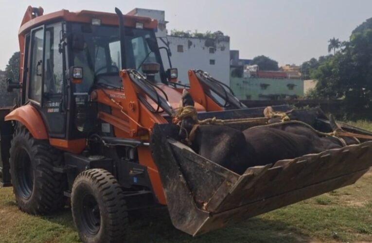 मानगो में दो सांडों की लड़ाई से मची अफरा-तफरी, एक महिला की मौत, 15 घायल
