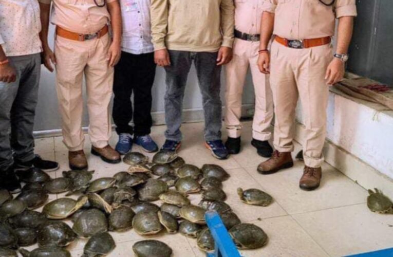 धनबाद रेलवे स्टेशन पर दून एक्सप्रेस से 78 दुर्लभ कछुओं की तस्करी का सनसनीखेज खुलासा, कीमत 7.80 लाख रुपये