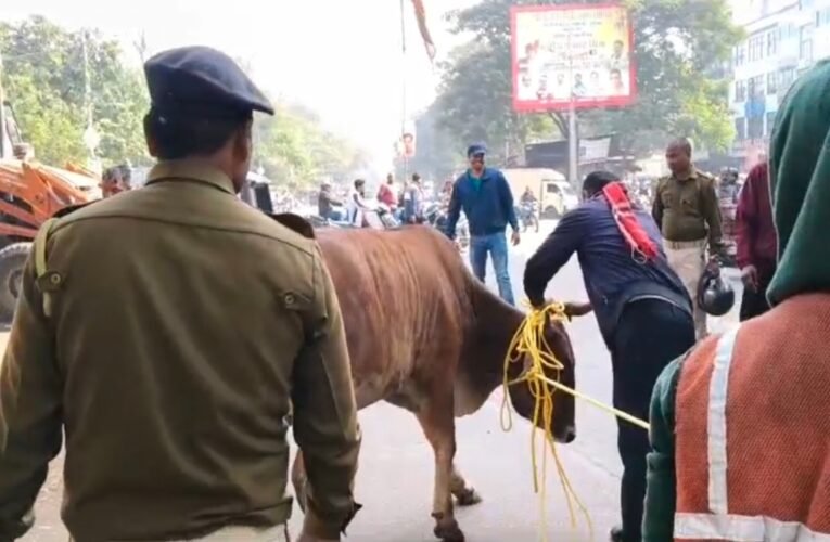 सड़क पर विचरण कर रहे पशुधन को पकड़कर गौशाला भेजा गया