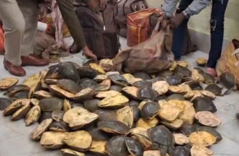 फरक्का एक्सप्रेस में कछुओं की तस्करी का भंडाफोड़: आरपीएफ ने 22 बैगों से बड़ी संख्या में जीवित कछुए बरामद, तीन तस्कर गिरफ्तार