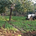 चतरा पुलिस की बड़ी कार्रवाई, 11 एकड़ अवैध अफीम की खेती नष्ट की 20251228_193651