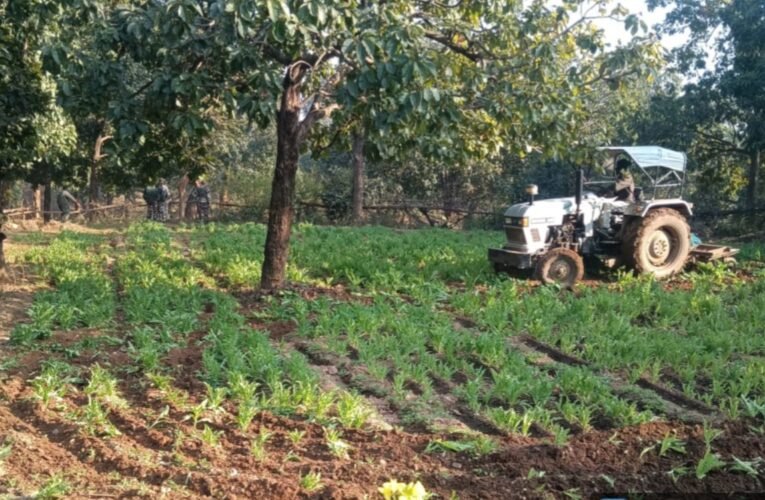 चतरा पुलिस की बड़ी कार्रवाई, 11 एकड़ अवैध अफीम की खेती नष्ट की