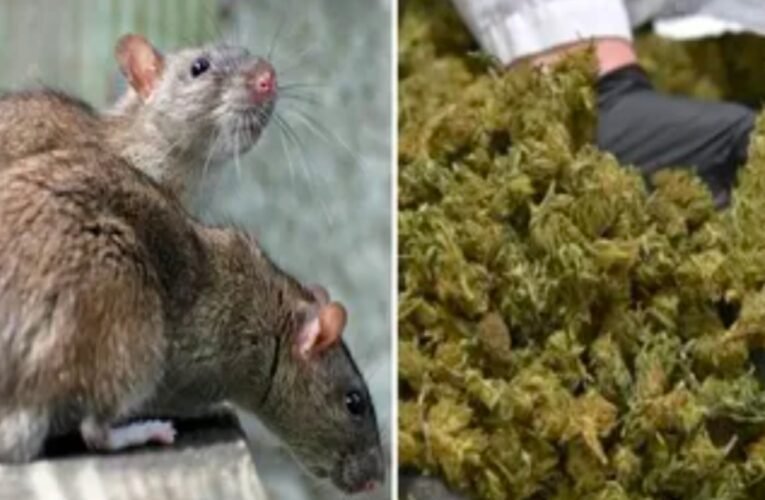 रांची: चूहों ने खा लिया 200 किलो गांजा! पुलिस की लापरवाही से NDPS केस में आरोपी बरी