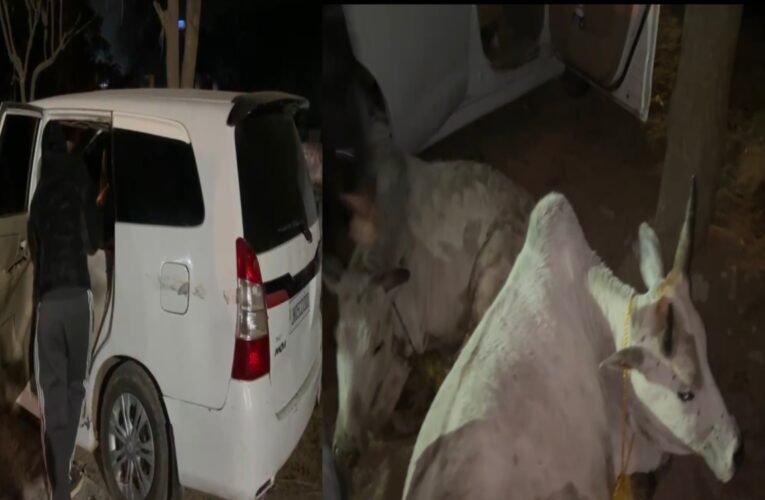 जमशेदपुर: मानगो पुलिस ने गौ-तस्करी की बड़ी साजिश नाकाम की, फर्जी नंबर प्लेट वाली लग्जरी कार से 5 गौवंश बरामद