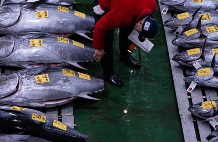 जापान में रिकॉर्ड 29 करोड़ रुपये में बिकी ब्लूफिन टूना मछली: क्या है इसमें खास और क्यों है पकड़ना मुश्किल?