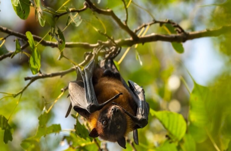 पश्चिम बंगाल में निपाह वायरस के दो संदिग्ध मामले: केंद्र सरकार ने तुरंत रिस्पॉन्स टीम भेजी