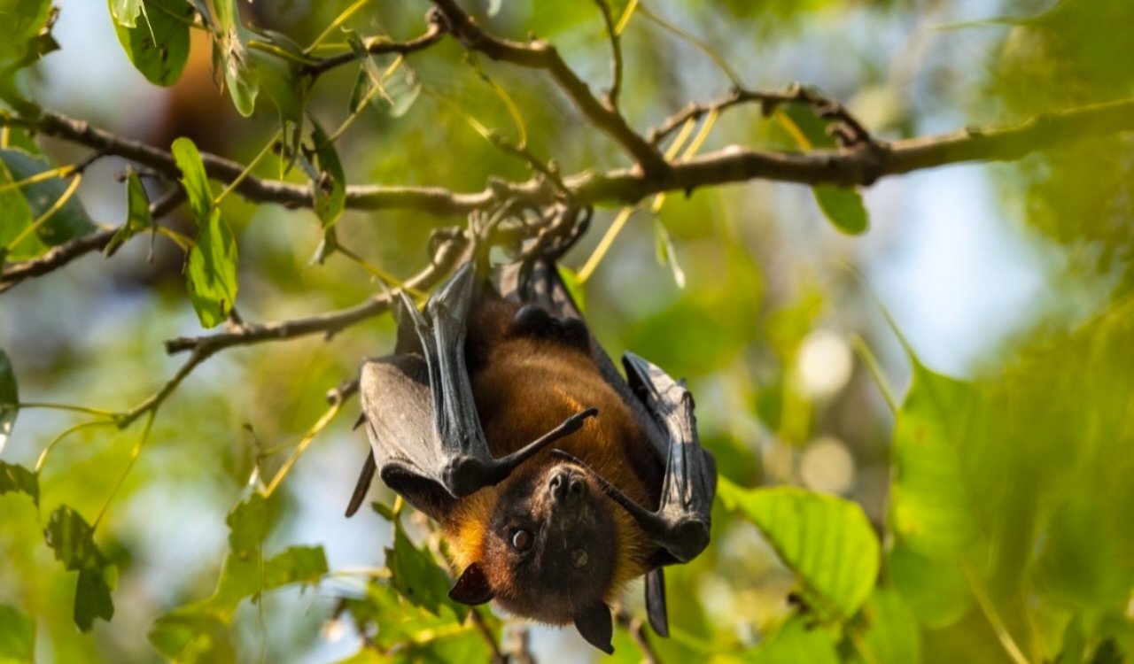 पश्चिम बंगाल में निपाह वायरस के दो संदिग्ध मामले: केंद्र सरकार ने तुरंत रिस्पॉन्स टीम भेजी 1 20260112 230851