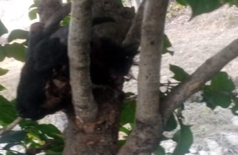 सिमडेगा के बुड्ढा पहाड़ में तेंदुए का आतंक: चार बकरियां और एक बछिया मारी गईं, ग्रामीणों में दहशत