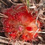आ गया झारखंड में मांसाहारी पौधा । खाता है कीट, पतंगा जानिए पूरी खबर Drosera burmani