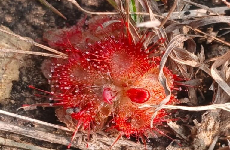 आ गया झारखंड में मांसाहारी पौधा । खाता है कीट, पतंगा जानिए पूरी खबर