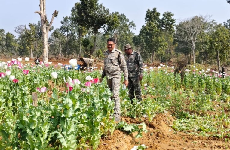 पलामू पुलिस की बड़ी कार्रवाई: पांकी थाना क्षेत्र में 8 एकड़ अवैध अफीम की खेती नेस्तनाबूद, वन भूमि पर चला संयुक्त अभियान 20 20260130 203105