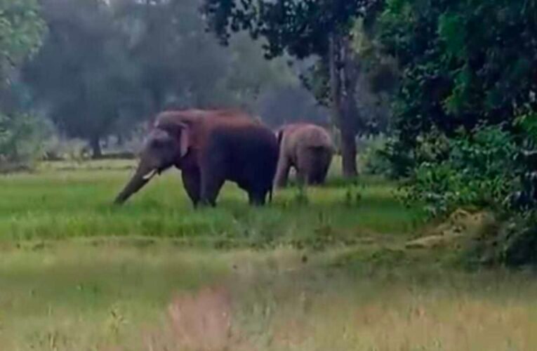 बोकारो के महुआ टांड में हाथियों का आतंक …दो दिनों के अंदर पांच को मार डाला जबकि चार गंभीर रूप से घायल है ।