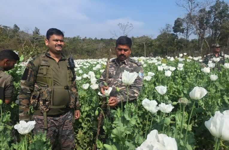 चौपारण थाना क्षेत्र में बड़ी कार्रवाई: लगभग 25 एकड़ अवैध अफीम की खेती का विनाश, फसल मौके पर नष्ट