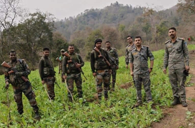 पलामू पुलिस की सख्त कार्रवाई: छत्तरपुर थाना क्षेत्र में 3 एकड़ अवैध अफीम/पोस्ता की खेती नष्ट