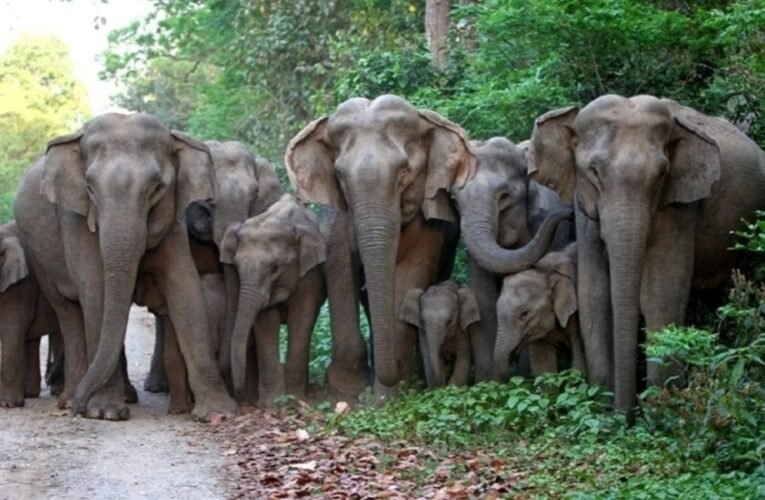 झारखंड में जंगली हाथियों का आतंक जारी, बोकारो के बड़कीपुन्नू गांव में तीन बुजुर्गों की दर्दनाक मौत