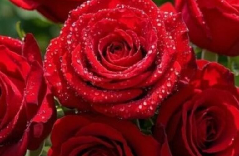 वैलेंटाइन वीक 2026 शुरू: प्यार और दोस्ती का रंगीन सफर आज से, रोज डे से होगा आगाज!