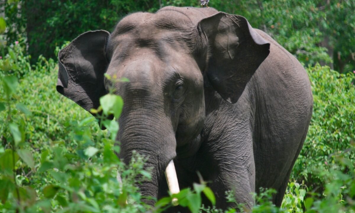 झारखंड में बेलगाम हाथियों के 'हनी ट्रैप' ऑपरेशन की तैयारी! कर्नाटक से आ रहे 6 प्रशिक्षित कुनकी हाथी; 47 20260215 153603
