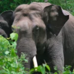 झारखंड में बेलगाम हाथियों के 'हनी ट्रैप' ऑपरेशन की तैयारी! कर्नाटक से आ रहे 6 प्रशिक्षित कुनकी हाथी; 20260215_153603