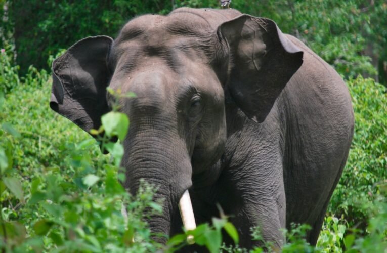 झारखंड में बेलगाम हाथियों के 'हनी ट्रैप' ऑपरेशन की तैयारी! कर्नाटक से आ रहे 6 प्रशिक्षित कुनकी हाथी; 22 20260215 153603