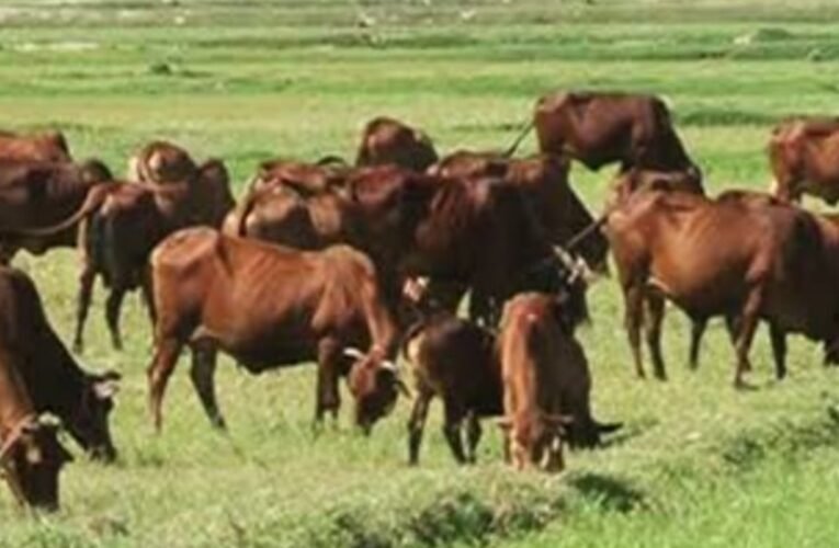 गांवों में मवेशियों का टीकाकरण नहीं हो रहा: सिमडेगा विधायक ने सदन में सरकार से मांगा जवाब, ग्रामीणों को हो रहा आर्थिक नुकसान 21 20260219 174406