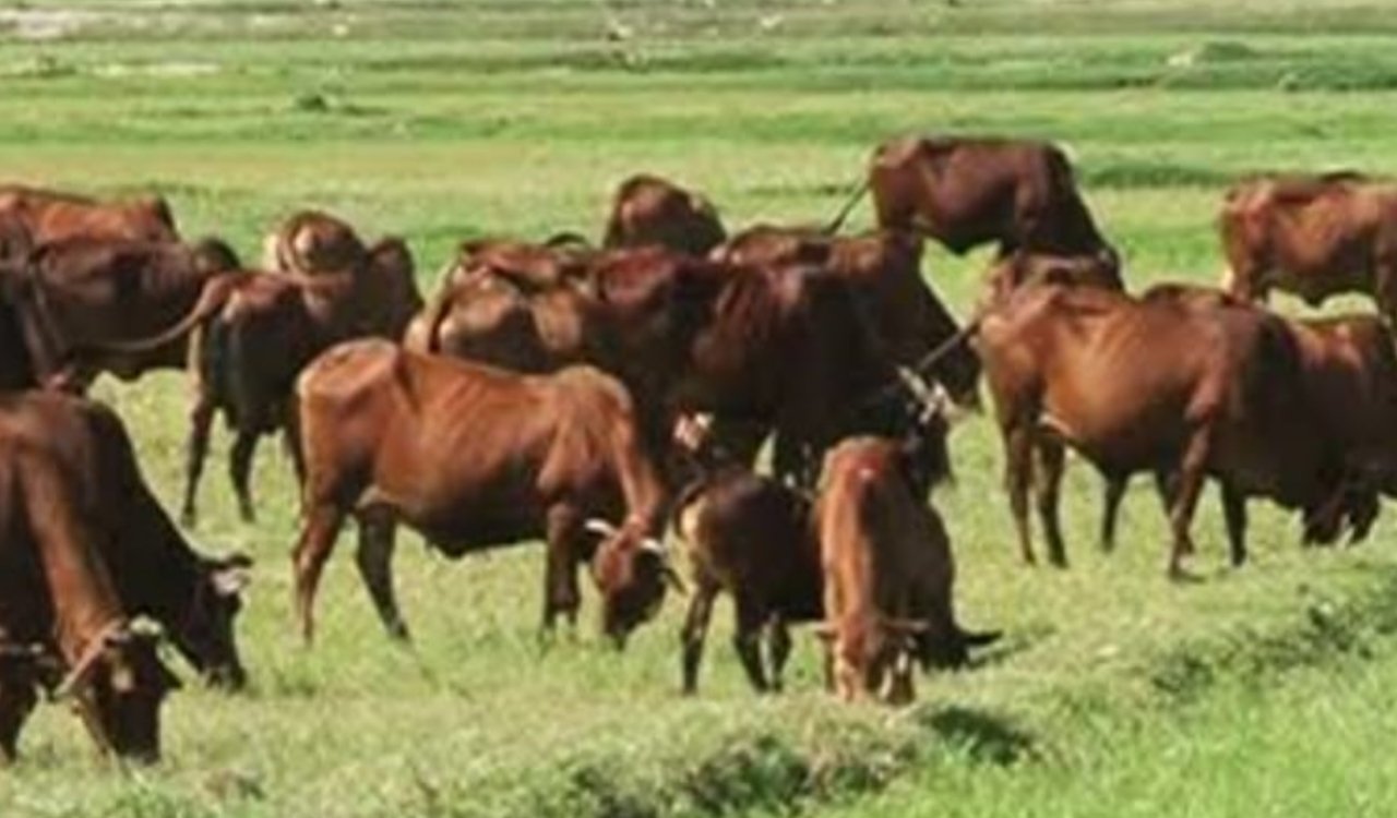 गांवों में मवेशियों का टीकाकरण नहीं हो रहा: सिमडेगा विधायक ने सदन में सरकार से मांगा जवाब, ग्रामीणों को हो रहा आर्थिक नुकसान 2 20260219 174406