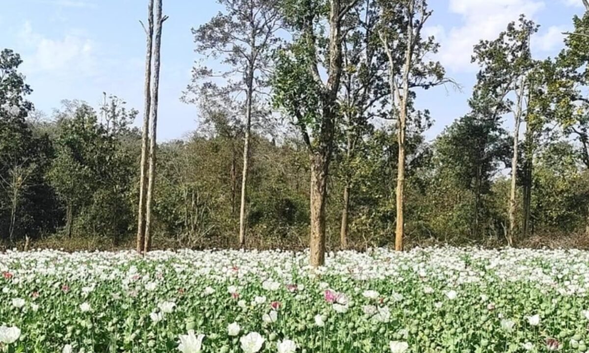 पलामू पुलिस की बड़ी कार्रवाई: पांकी थाना क्षेत्र में 7 एकड़ अवैध अफीम/पोस्ता की खेती नष्ट 42 20260219 204345